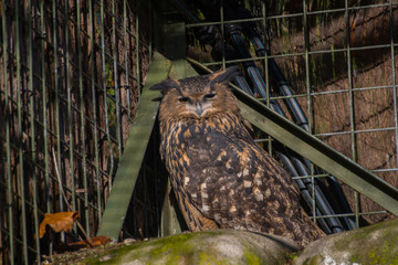 Caged Eurasian eagle-owl in a park in Stockholm