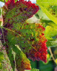 Grape Leaves turning from Green to Red in Autumn 
