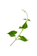 Twisted jungle vines liana plant with heart shaped green leaves isolated on white background, clipping path included.