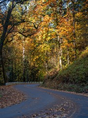Autumn Leaves Along the Old Highway in the Columbia Gorge 