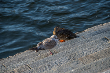 Morning autumn view over Stockholm, Seagull sitting on a stair waiting for food.
