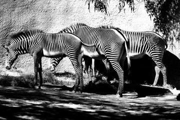 Fototapeta na wymiar Zebras Black and White