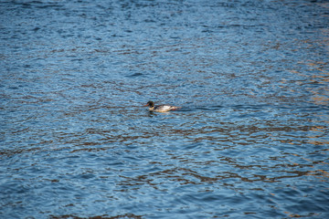 Common merganser searching for food in the Stockholm stream