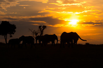 Fototapeta na wymiar Elephants in Serengeti Sunset
