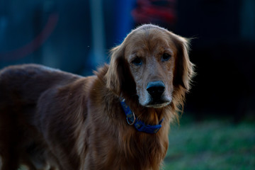 portrait of a dog