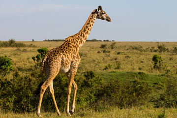 Naklejka na ściany i meble Giraffe starting to run in Kenya