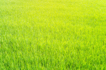 Naklejka na ściany i meble Green young rice sprout field, nature textured background with sunlight.