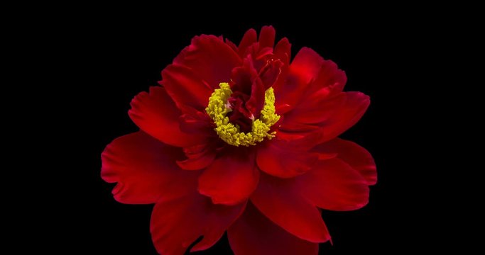 Timelapse of red flower blooming on black background. 4K