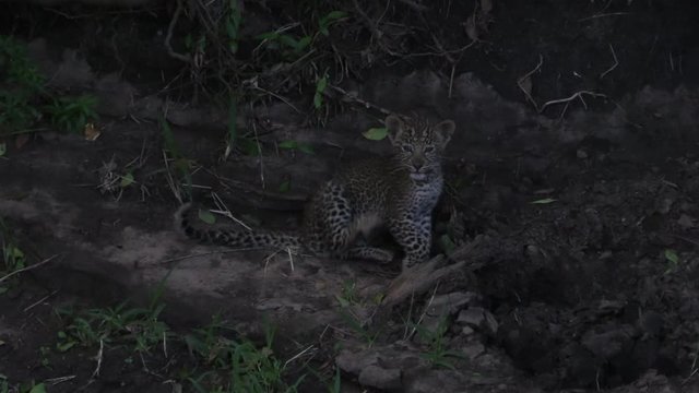 Tiny cute three month old leopard cub sits on tree route, scratches