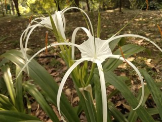 lily of the valley