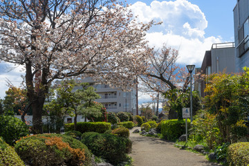 春の蛇松緑道