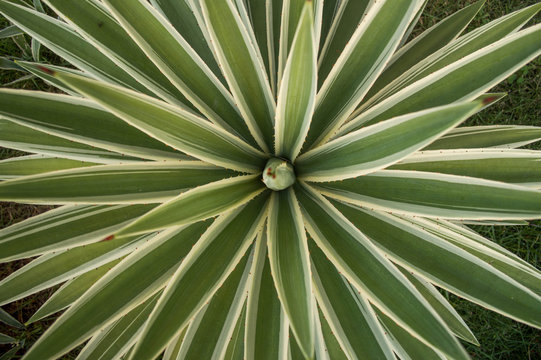Planta Piteira do Caribe