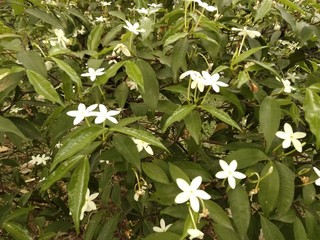 Jasmine flowers in the garden