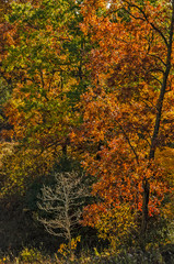 Bare Tree Glowing in the Sunlight Surrounded by Fall's Beautiful Colors