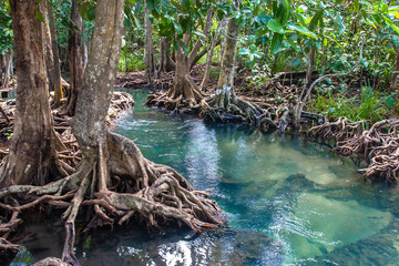 A small river flows through a mangrove forest with thick trees with twisted roots. The water is green and clear. Around the Asian jungle.