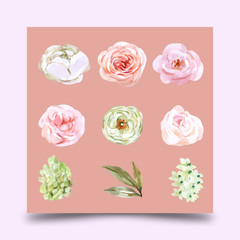set of roses vectors for design