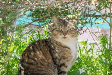 草陰から見つめる野良猫