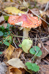 Amanita in the autumn forest. Red fly agaric