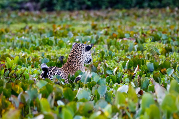 Young Jaguar in a bed of water hyacinths, view to its back, looking attentive to river edge, dawn mood, Pantanal Wetlands, Mato Grosso, Brazil 