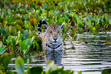 Nahaufnahme eines jungen Jaguars, der im flachen Wasser mit Reflexionen steht, Bett aus Wasserhyazinthen im Rücken und an der Seite, gerichtete Kamera, Morgenstimmung, Pantanal-Feuchtgebiete, Mato Grosso, Brasilien