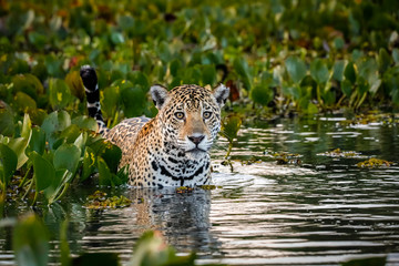 Close up of a Young Jaguar standing in shallow water with reflections, bed of water hyacinths in...