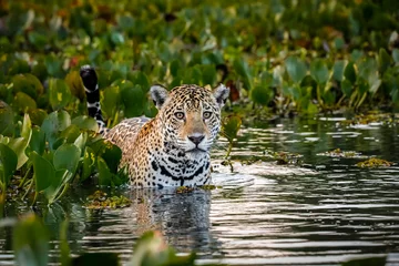 Foto op Plexiglas dichtbegroeid boven, van, een, jonge, jaguar, staand, in, ondiep, water, met, reflecties, bed, van, waterhyacinten, in, de, back, en, zijkant, kijkend naar de camera, dageraad, stemming, pantanal, wetlands, mato, grosso, brazilië © Uwe Bergwitz