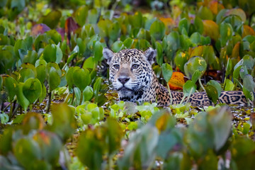 Close up of a young Jaguar in a bed of water hyacinths, headman upper body visible, facing camera,...