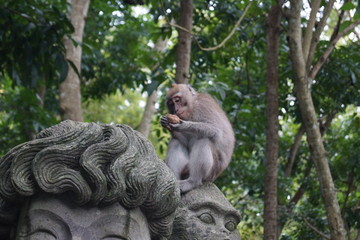 Monkey checking  food quality at Bali Forest