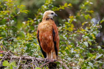 Close up of a Black-collared hawk perched on a branch against green background, looking to the right, Pantanal Wetlands, Mato Grosso, Brazil
