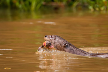 Fototapeta premium Close up of a Giant Otter swimming in a river with its baby in the mouth, side view, Pantanal Wetlands, Mato Grosso, Brazil