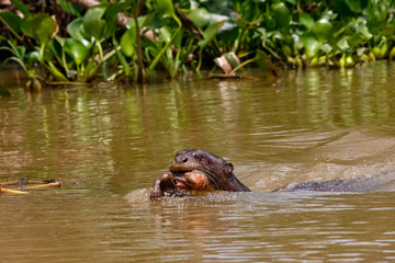 Close up of a Giant Otter swimming in a river with its baby in the mouth, front view, Pantanal Wetlands, Mato Grosso, Brazil
