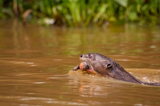 Close up of a Giant Otter swimming in a river with its baby in the mouth, side view, Pantanal Wetlands, Mato Grosso, Brazil