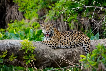 Foto op Plexiglas Prachtige Jaguar rustend op een boomstam aan de rivierrand, geconfronteerd met camera, Pantanal Wetlands, Mato Grosso, Brazilië © Uwe Bergwitz