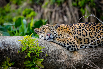 Close up of a sleepy Jaguar resting flat on a tree trunk, head to camera, Pantanal Wetlands, Mato Grosso, Brazil