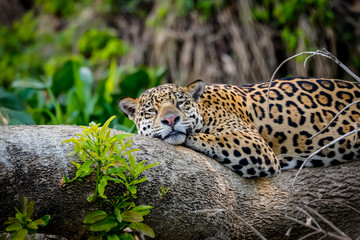 Close up of a sleepy Jaguar resting flat on a tree trunk, head to camera, Pantanal Wetlands, Mato Grosso, Brazil © Uwe Bergwitz