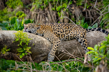Funny Jaguar resting flat on a tree trunk at the river edge, head on trunk and legs hanging down,...