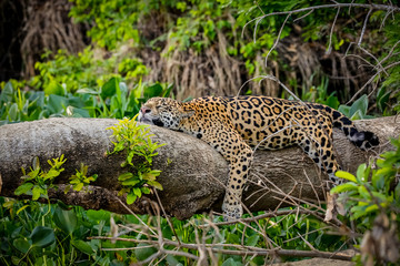 Funny Jaguar resting flat on a tree trunk at the river edge, head on trunk and legs hanging down, Pantanal Wetlands, Mato Grosso, Brazil