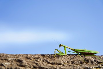 カマキリ スペース