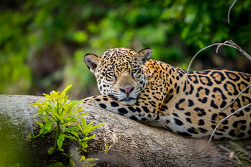 Close up of a magnificent Jaguar resting on a tree trunk at the river edge, facing camera. Pantanal Wetlands, Mato Grosso, Brazil