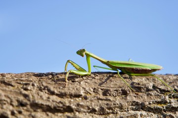 カメラ目線カマキリ