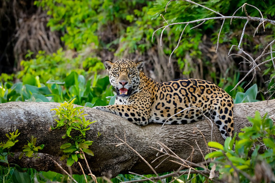Magnificent Jaguar resting on a tree trunk at the river edge, facing camera, Pantanal Wetlands, Mato Grosso, Brazil