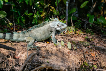 Close up side view of a magnificent Green Iguana on the river edge, Pantanal Wetlands, Mato Grosso, Brazil