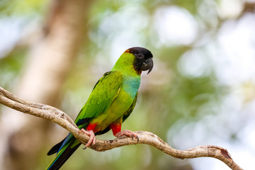 Close up of beautiful Nanday Parakeet perched on a branch against defocused natural background,...