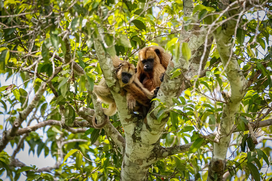 Female Howler Monkey with baby sitting in a foliage tree, lookingPantanal Wetlands, Mato Grosso, Brazil