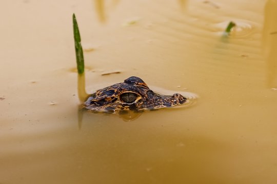 Yacare caiman, head on surface, floating in a muddy river, Pantanal Wetlands, Mato Grosso, Brazil