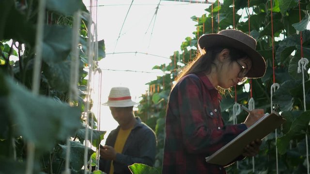 Asian woman farmer checking the quality of the melon on her farm. Owner farm with a book to record the date of production.