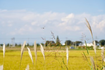 ススキと赤トンボ © mina