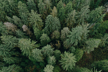 Trees Tops from Above