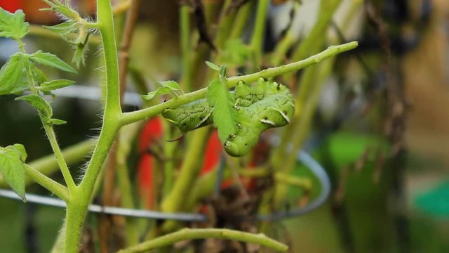 Orbiting shot of a hornworm eating a leaf on a tomato plant.