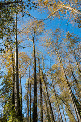 tall trees in the park with fewer orange and yellow leaves hanging on the branch under blue sky on later Autumn day